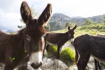 Catalan donkeys in the La Tramuntana mountain range, Majorca, Spain — Stock Photo
