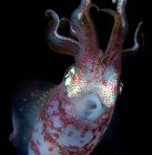 Close up of illuminated iridescent squid on dark background — Stock Photo