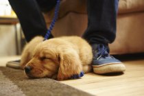 Labrador cachorro durmiendo en el suelo cerca de los pies del hombre - foto de stock