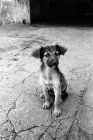 Cucciolo seduto su asfalto incrinato — Foto stock