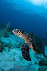 Плавальна черепаха — стокове фото
