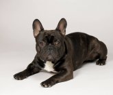 Französische Bulldogge liegt und schaut in die Kamera — Stockfoto
