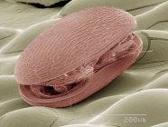 Micrographie électronique à balayage coloré du plancton — Photo de stock