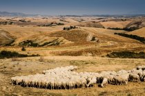 Rebaño de ovejas alimentándose en el campo toscano - foto de stock