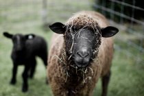 Pecore con fieno sul viso, colpo da vicino — Foto stock