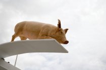Свиняча скульптура на дошці для дайвінгу з хмарним небом — стокове фото