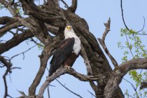 African fish eagle sitting on tree in chobe national park, africa — Stock Photo