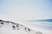 Верховая езда, Pakiri Beach, Окленд, Новая Зеландия — стоковое фото