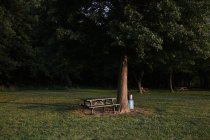 Banco ao lado da árvore no parque durante o pôr do sol — Fotografia de Stock