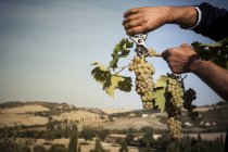 Hombre vendimiando uvas, Siena, Valle Orcia, Toscana, Italia - foto de stock