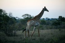 Giraffa al tramonto, Sabi Sand Game Reserve, Sud Africa — Foto stock