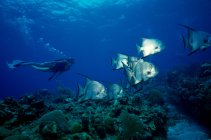 Ныряльщик с аквалангом и рыба — стоковое фото