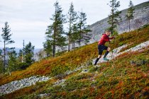 Excursionista subiendo la colina con bastones de trekking, Laponia, Finlandia - foto de stock