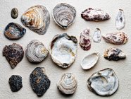 Seashells dispostos em papel — Fotografia de Stock