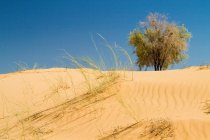 Dunas de arena en el desierto de Kalahari - foto de stock