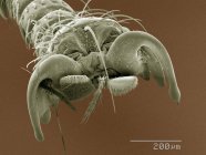 Micrographie électronique à balayage coloré du tarse de la mouche des poux — Photo de stock