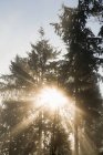 Luz solar através de árvores — Fotografia de Stock