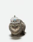 Кішка носити тіару — стокове фото