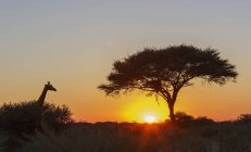 Silueta de jirafa durante la puesta del sol en el parque nacional etosha, namibia - foto de stock