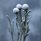Primo piano del fiore grigio blu — Foto stock