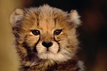 Cheetah cub head in sunlight, close up shot — Stock Photo