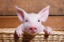 Piglet in straw basket looking at camera, close up — Stock Photo