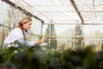Frau inspiziert Pflanzen in Gärtnerei — Stockfoto
