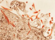 Transmission electron micrograph of Ebola virus — Stock Photo
