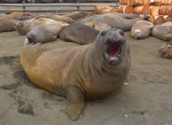 Elephant Seals, north east side of Macquarie Island, Southern Ocean — Stock Photo