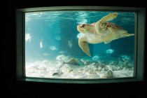 Tortuga marina nadando en acuario con peces - foto de stock