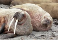 Лежачи разом зльоту моржів — стокове фото