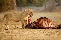 Lioness licking nose of killed buffalo — Stock Photo