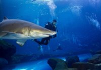 Tiburón tigre de arena y buzo - foto de stock