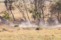 Zebras selvagens em safári — Fotografia de Stock