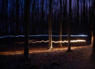 Лес освещенный ночью — стоковое фото