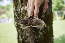 Large brown moth on womans finger tips — Stock Photo