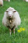 Schaf mit Glocke um den Hals — Stockfoto