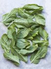 Mint leaves on blue — Stock Photo