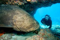 Scuba diver with large grouper — Stock Photo