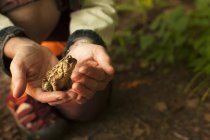 Cropped image of female hands holding toad — Stock Photo