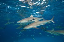Underwater view of swimming reef sharks — Stock Photo