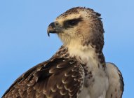 Молодий бойовий орел — стокове фото