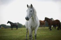 Портрет серой лошади на зеленом поле — стоковое фото
