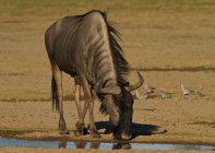 Wildebeest drinking water, Kgalagadi Transborder Park, África — Fotografia de Stock