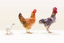 Galo e galinha de pé com pinto — Fotografia de Stock