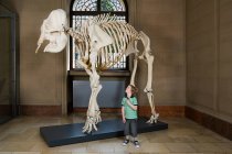 Мальчик смотрит на скелет слона — стоковое фото