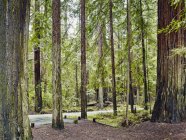 Grüne Bäume der Allee der Riesen, Eureka, Kalifornien, USA — Stockfoto