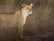 Vista frontale della leonessa in piedi a terra, Botswana — Foto stock