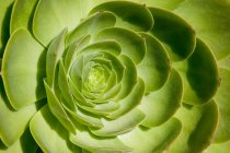 Крупним планом знімок зеленого соковитого листя рослини — стокове фото