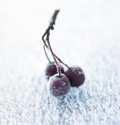 Close up of frost on lawn and bunch of berries — Stock Photo